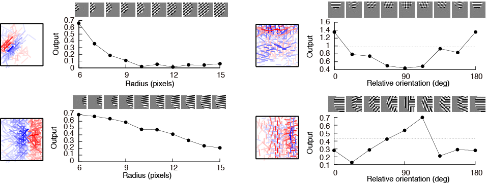 selectivity of complex cells